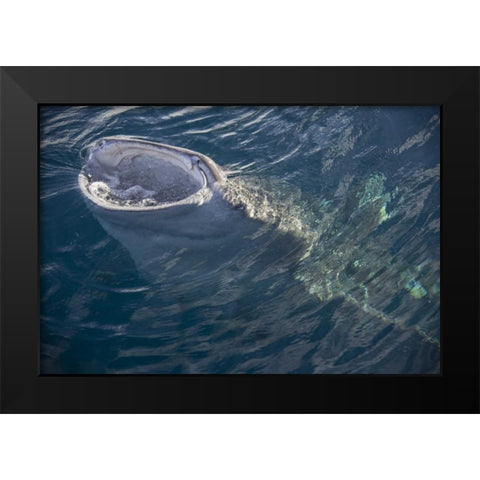 Indonesia, Papua, Cenderawasih Bay Whale shark Black Modern Wood Framed Art Print by Shimlock, Jones