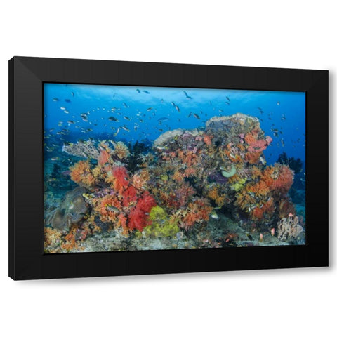 Indonesia, Papua, Raja Ampat Fish around coral Black Modern Wood Framed Art Print by Shimlock, Jones