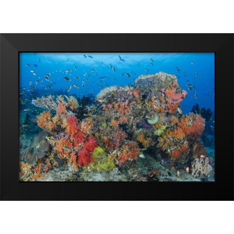 Indonesia, Papua, Raja Ampat Fish around coral Black Modern Wood Framed Art Print by Shimlock, Jones
