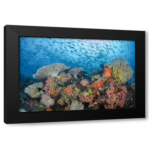 Indonesia, Papua, Raja Ampat Fish around coral Black Modern Wood Framed Art Print by Shimlock, Jones