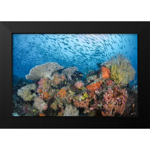 Indonesia, Papua, Raja Ampat Fish around coral Black Modern Wood Framed Art Print by Shimlock, Jones