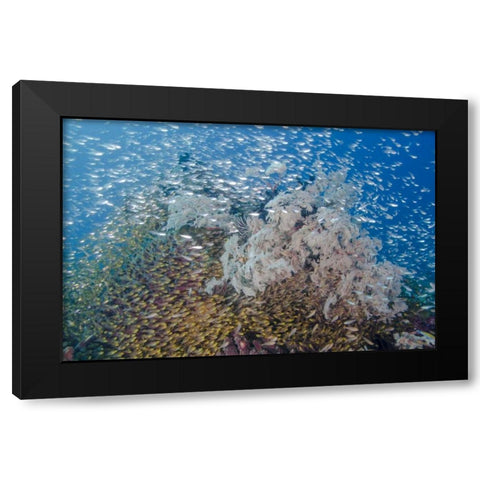 Indonesia, Komodo NP Fish schooling over a reef Black Modern Wood Framed Art Print by Shimlock, Jones