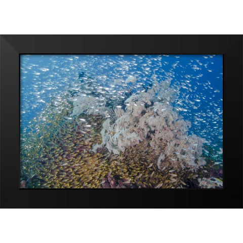 Indonesia, Komodo NP Fish schooling over a reef Black Modern Wood Framed Art Print by Shimlock, Jones