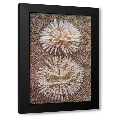 Indonesia, Komodo NP Close-up of tube worms Black Modern Wood Framed Art Print by Shimlock, Jones