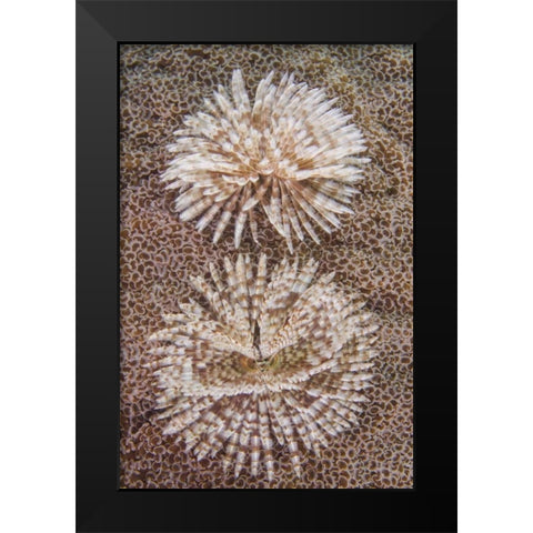 Indonesia, Komodo NP Close-up of tube worms Black Modern Wood Framed Art Print by Shimlock, Jones
