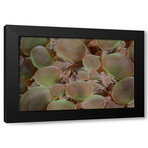 Indonesia, Komodo NP Close-up of hard coral Black Modern Wood Framed Art Print with Double Matting by Shimlock, Jones