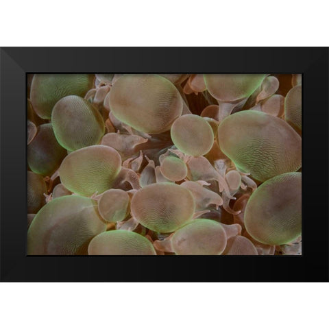 Indonesia, Komodo NP Close-up of hard coral Black Modern Wood Framed Art Print by Shimlock, Jones