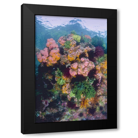 Indonesia, Komodo NP Close-up of coral reef Black Modern Wood Framed Art Print by Shimlock, Jones