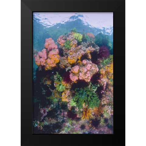 Indonesia, Komodo NP Close-up of coral reef Black Modern Wood Framed Art Print by Shimlock, Jones