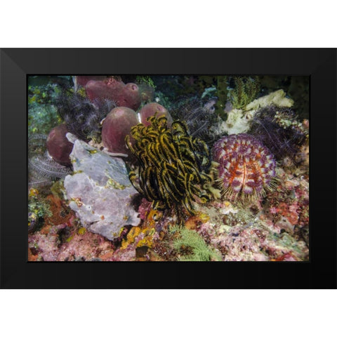 Indonesia, Komodo NP White frogfish on coral Black Modern Wood Framed Art Print by Shimlock, Jones