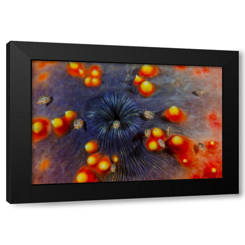 Indonesia, Komodo NP Ostracods on sea cucumber Black Modern Wood Framed Art Print with Double Matting by Shimlock, Jones