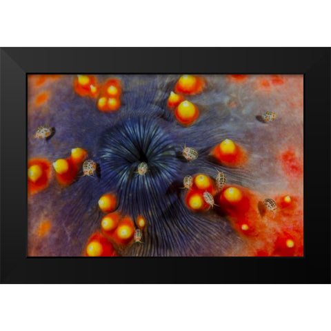 Indonesia, Komodo NP Ostracods on sea cucumber Black Modern Wood Framed Art Print by Shimlock, Jones