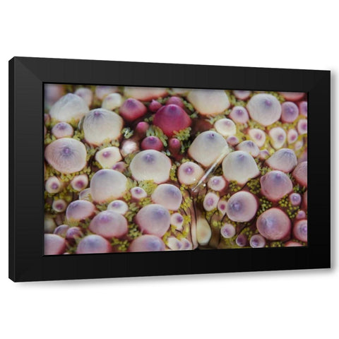 Indonesia, Lembeh Strait Shrimp over sea star Black Modern Wood Framed Art Print with Double Matting by Shimlock, Jones