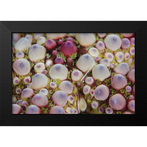 Indonesia, Lembeh Strait Shrimp over sea star Black Modern Wood Framed Art Print by Shimlock, Jones