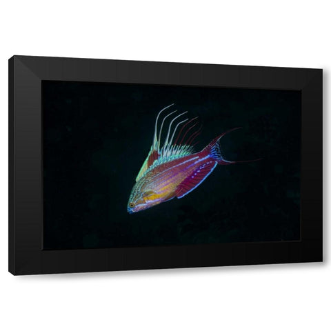 Indonesia, Sulawesi, Lembeh Strait Wrasse fish Black Modern Wood Framed Art Print with Double Matting by Shimlock, Jones