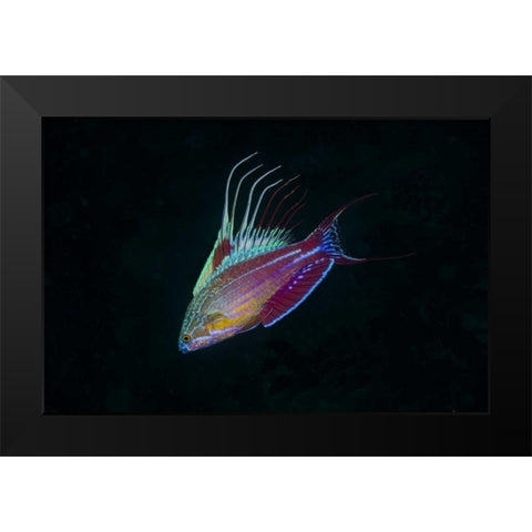 Indonesia, Sulawesi, Lembeh Strait Wrasse fish Black Modern Wood Framed Art Print by Shimlock, Jones