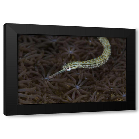 Indonesia, Sulawesi, Pipefish swimming over coral Black Modern Wood Framed Art Print by Shimlock, Jones