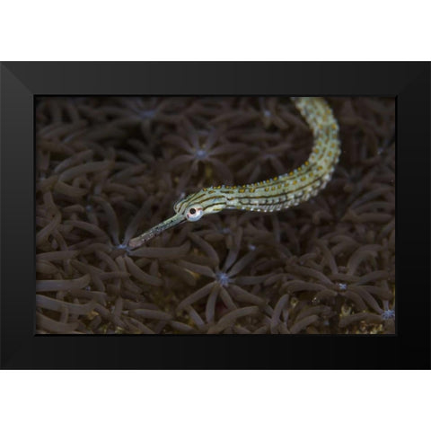 Indonesia, Sulawesi, Pipefish swimming over coral Black Modern Wood Framed Art Print by Shimlock, Jones