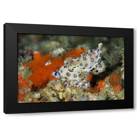 Indonesia, Papua, Raja Ampat Blue-ringed octopus Black Modern Wood Framed Art Print with Double Matting by Shimlock, Jones