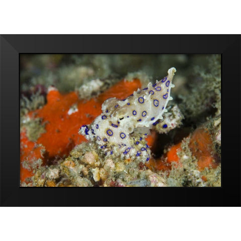 Indonesia, Papua, Raja Ampat Blue-ringed octopus Black Modern Wood Framed Art Print by Shimlock, Jones