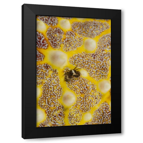 Indonesia, Lembeh Strait Crab on sea star Black Modern Wood Framed Art Print with Double Matting by Shimlock, Jones