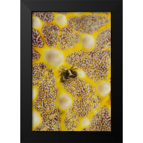 Indonesia, Lembeh Strait Crab on sea star Black Modern Wood Framed Art Print by Shimlock, Jones