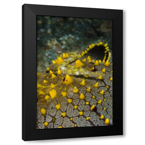 Indonesia, Lembeh Strait Pipefish on sea star Black Modern Wood Framed Art Print with Double Matting by Shimlock, Jones