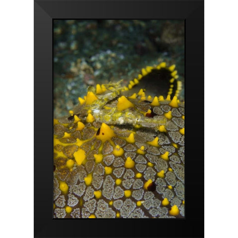 Indonesia, Lembeh Strait Pipefish on sea star Black Modern Wood Framed Art Print by Shimlock, Jones