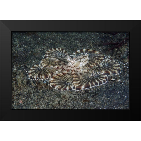 Indonesia, Lembeh Strait Close-up of octopus Black Modern Wood Framed Art Print by Shimlock, Jones