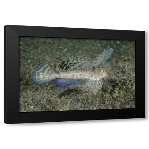 Indonesia, Lembeh Strait Dragonet fish Black Modern Wood Framed Art Print by Shimlock, Jones