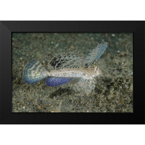 Indonesia, Lembeh Strait Dragonet fish Black Modern Wood Framed Art Print by Shimlock, Jones