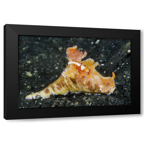 Indonesia, Lembeh Strait Shrimp on nudibranch Black Modern Wood Framed Art Print by Shimlock, Jones