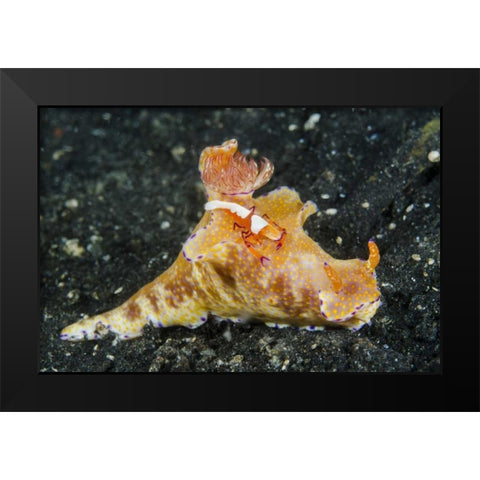 Indonesia, Lembeh Strait Shrimp on nudibranch Black Modern Wood Framed Art Print by Shimlock, Jones