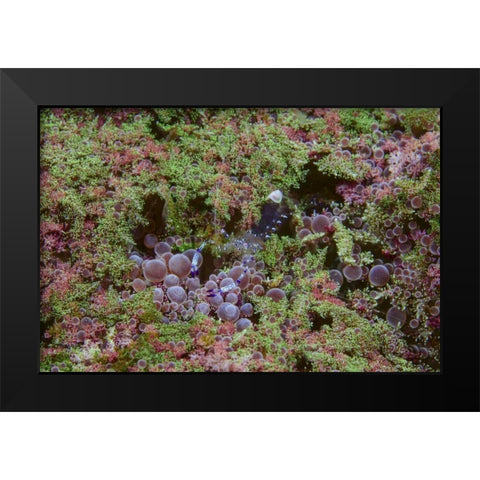 Indonesia, Lembeh Strait Shrimp on anemone Black Modern Wood Framed Art Print by Shimlock, Jones