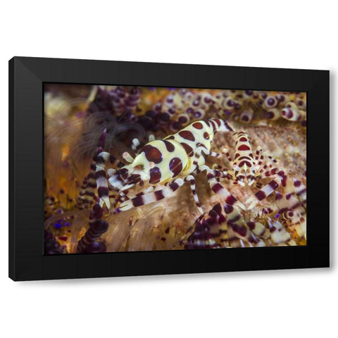 Indonesia, Lembeh Strait Shrimp and sea urchin Black Modern Wood Framed Art Print with Double Matting by Shimlock, Jones