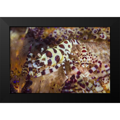 Indonesia, Lembeh Strait Shrimp and sea urchin Black Modern Wood Framed Art Print by Shimlock, Jones