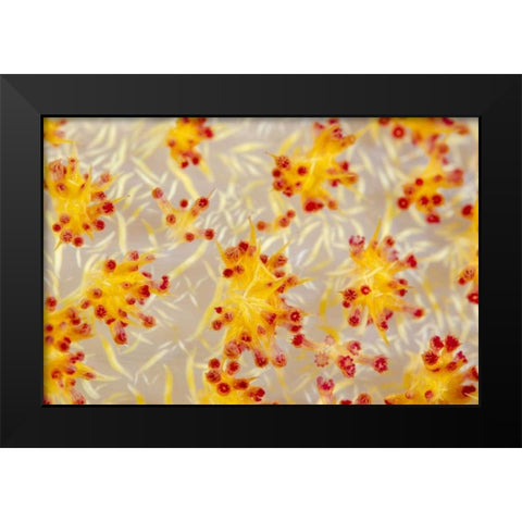 Indonesia, Papua, Cenderawasih Bay soft coral Black Modern Wood Framed Art Print by Shimlock, Jones