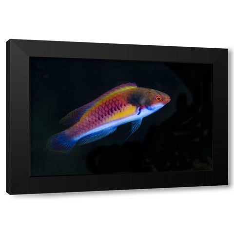Indonesia, Papua, Cenderawasih Bay Wrasse fish Black Modern Wood Framed Art Print by Shimlock, Jones