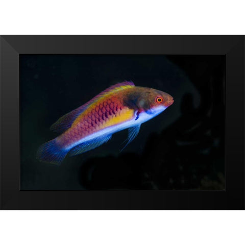 Indonesia, Papua, Cenderawasih Bay Wrasse fish Black Modern Wood Framed Art Print by Shimlock, Jones