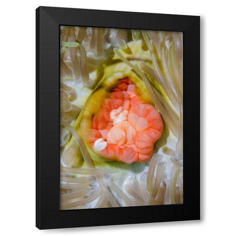 Indonesia, Papua, Cenderawasih Bay Anemone Black Modern Wood Framed Art Print with Double Matting by Shimlock, Jones