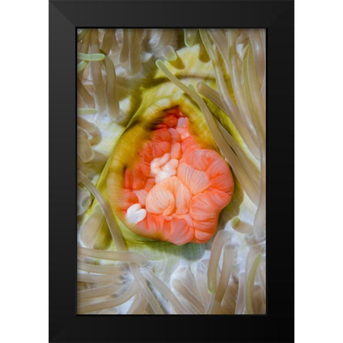 Indonesia, Papua, Cenderawasih Bay Anemone Black Modern Wood Framed Art Print by Shimlock, Jones