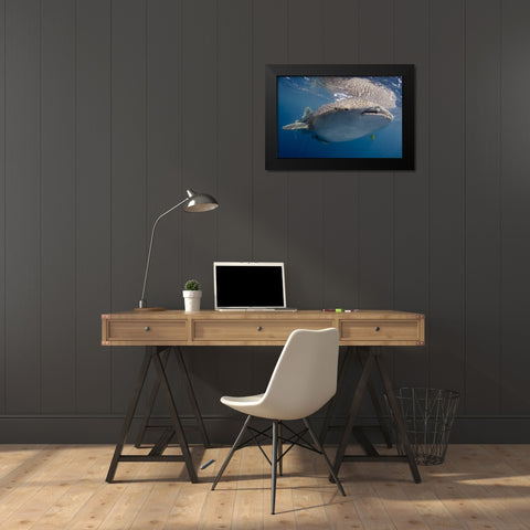 Indonesia, Papua, Cenderawasih Bay Whale shark Black Modern Wood Framed Art Print by Shimlock, Jones