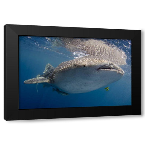 Indonesia, Papua, Cenderawasih Bay Whale shark Black Modern Wood Framed Art Print with Double Matting by Shimlock, Jones
