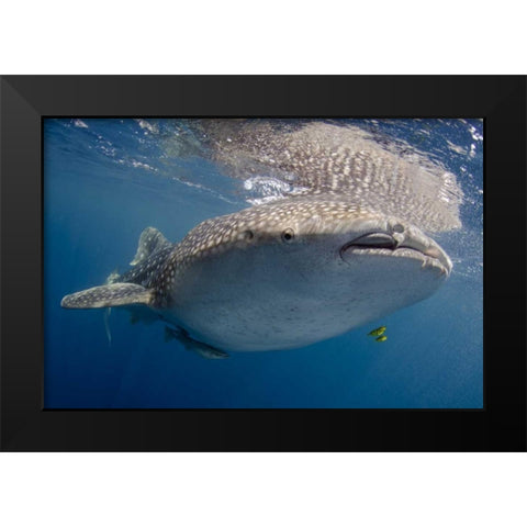 Indonesia, Papua, Cenderawasih Bay Whale shark Black Modern Wood Framed Art Print by Shimlock, Jones