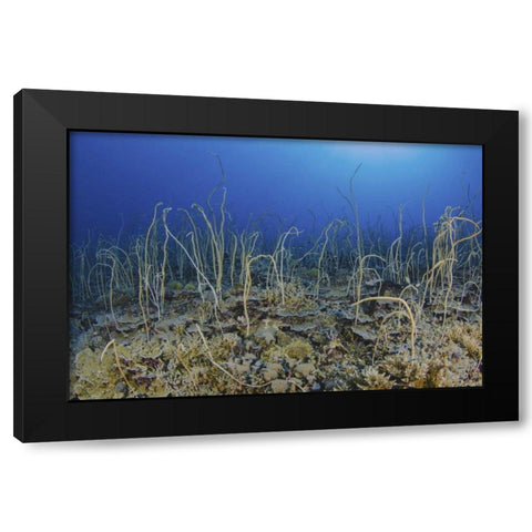 Indonesia, Papua, Cenderawasih Bay Soft coral Black Modern Wood Framed Art Print with Double Matting by Shimlock, Jones