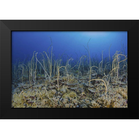 Indonesia, Papua, Cenderawasih Bay Soft coral Black Modern Wood Framed Art Print by Shimlock, Jones