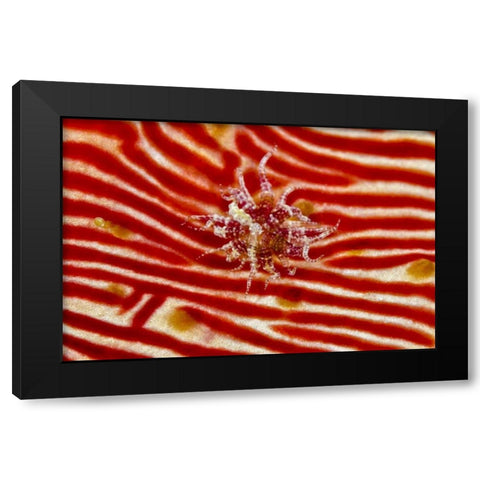 Indonesia, Papua Anemone on sea cucumber Black Modern Wood Framed Art Print with Double Matting by Shimlock, Jones