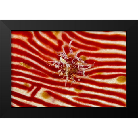 Indonesia, Papua Anemone on sea cucumber Black Modern Wood Framed Art Print by Shimlock, Jones