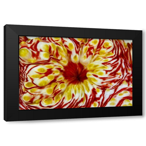 Indonesia, Papua, Cenderawasih Bay Sea cucumber Black Modern Wood Framed Art Print with Double Matting by Shimlock, Jones