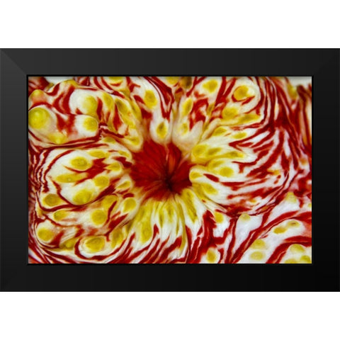 Indonesia, Papua, Cenderawasih Bay Sea cucumber Black Modern Wood Framed Art Print by Shimlock, Jones